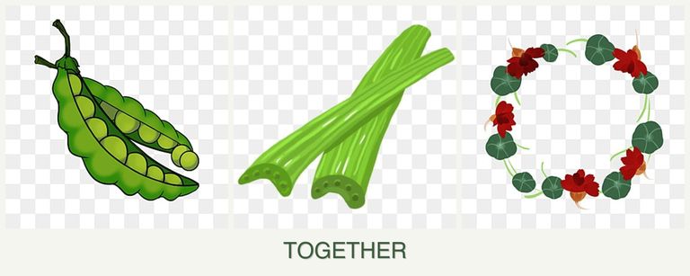 Can you plant peas, celery and nasturtiums together?