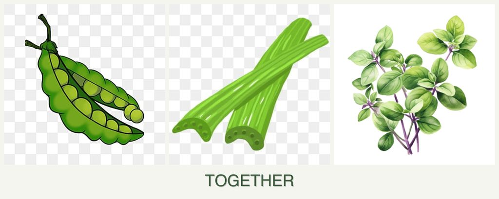 Can you plant peas, celery and oregano together?