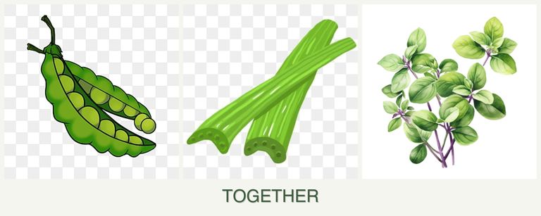 Can you plant peas, celery and oregano together?
