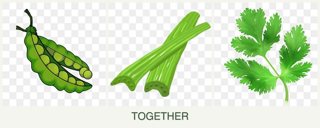 Can you plant peas, celery and parsley together?