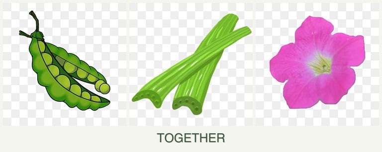 Can you plant peas, celery and petunias together?