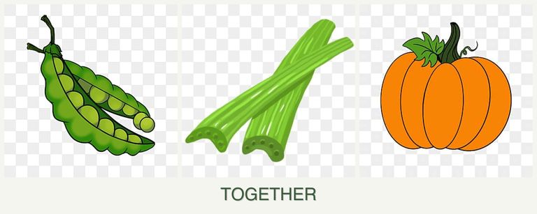 Can you plant peas, celery and pumpkin together?