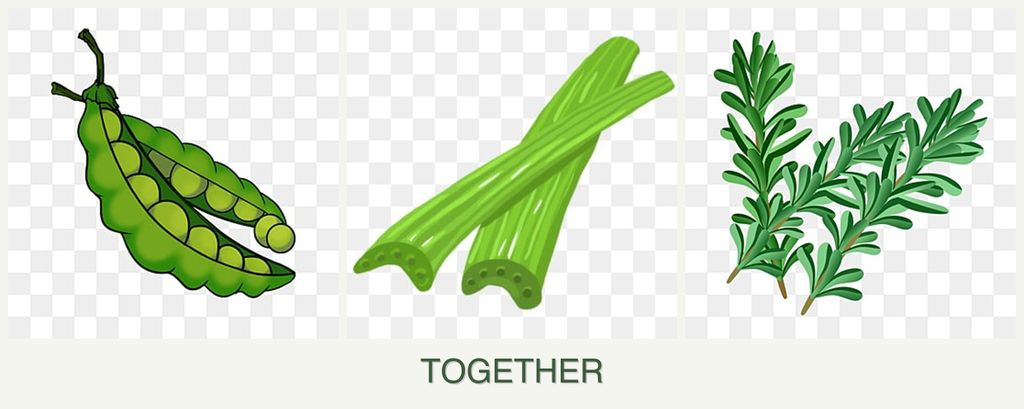 Can you plant peas, celery and rosemary together?