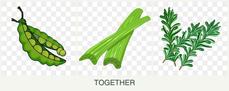 Can you plant peas, celery and rosemary together?