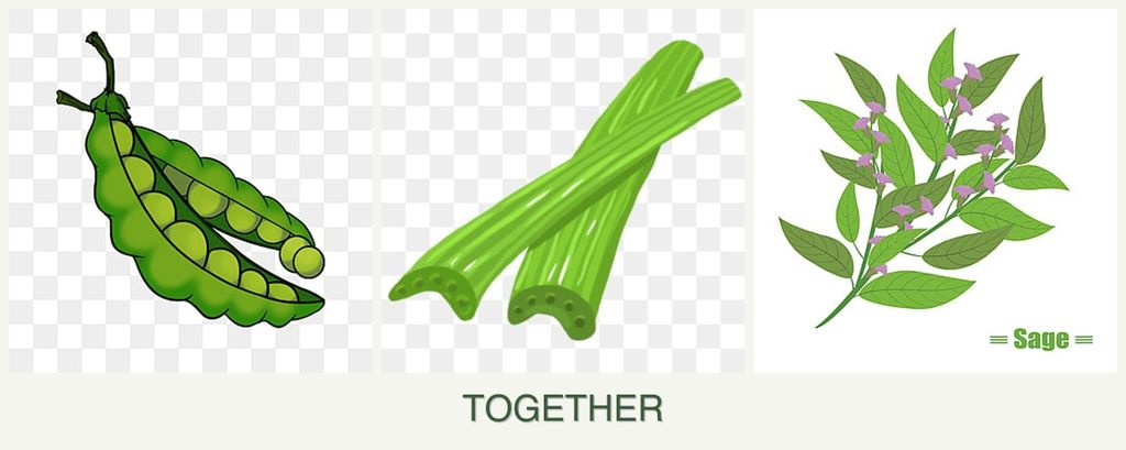 Can you plant peas, celery and sage together?