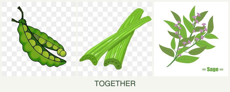 Can you plant peas, celery and sage together?