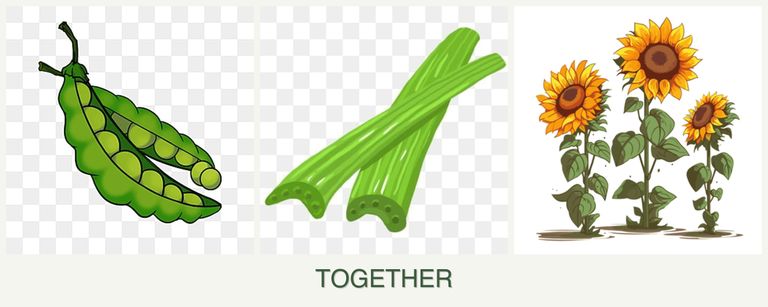 Can you plant peas, celery and sunflowers together?