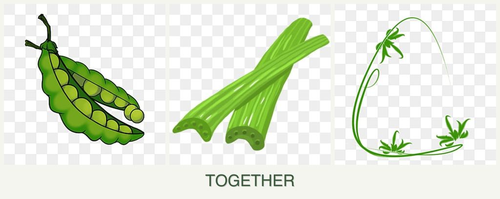 Can you plant peas, celery and tarragon together?