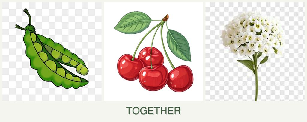 Can you plant peas, cherries and alyssum together?