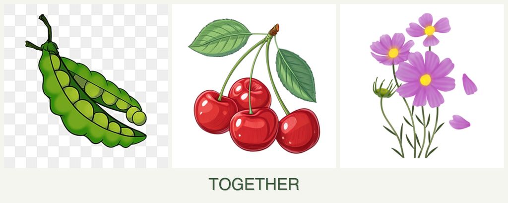 Can you plant peas, cherries and cosmos together?
