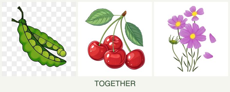 Can you plant peas, cherries and cosmos together?