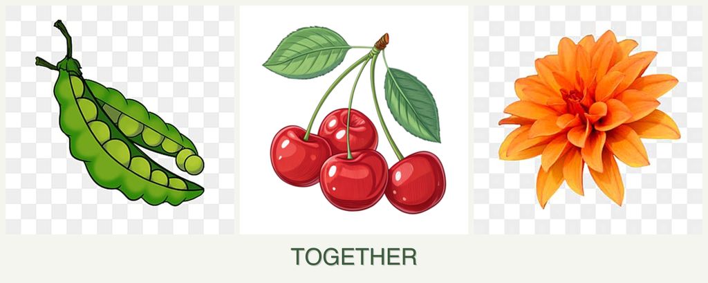 Can you plant peas, cherries and dahlias together?