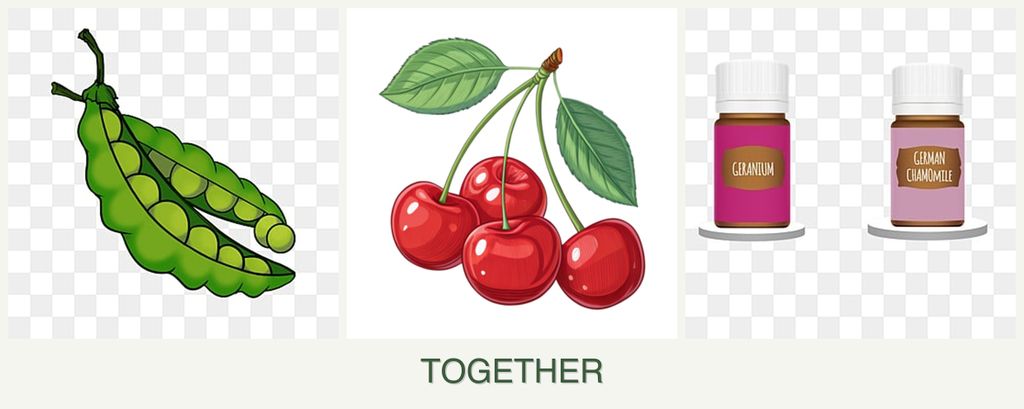 Can you plant peas, cherries and geraniums together?