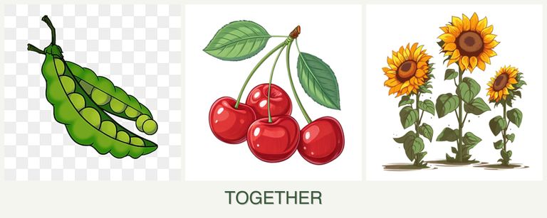 Can you plant peas, cherries and sunflowers together?