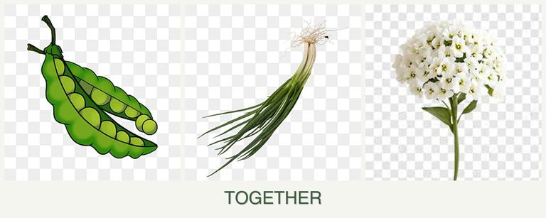 Can you plant peas, chives and alyssum together?
