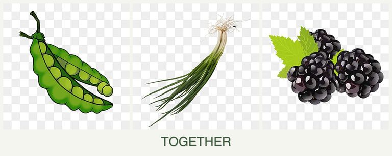 Can you plant peas, chives and blackberries together?