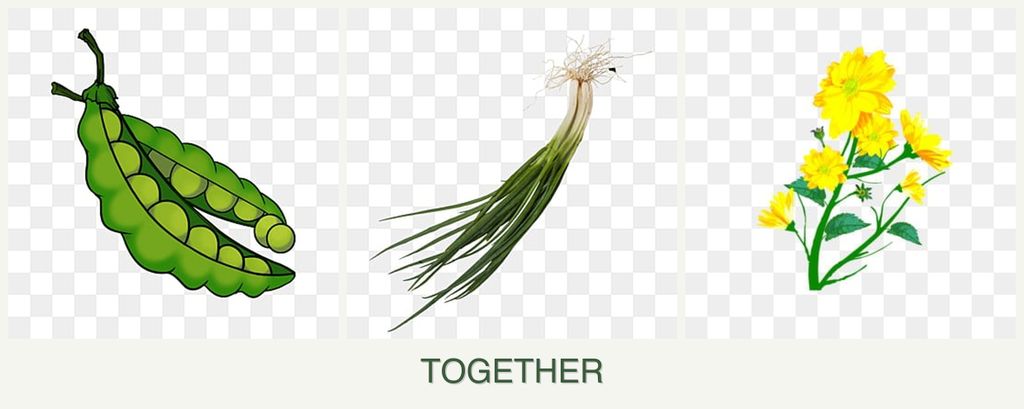 Can you plant peas, chives and calendula together?
