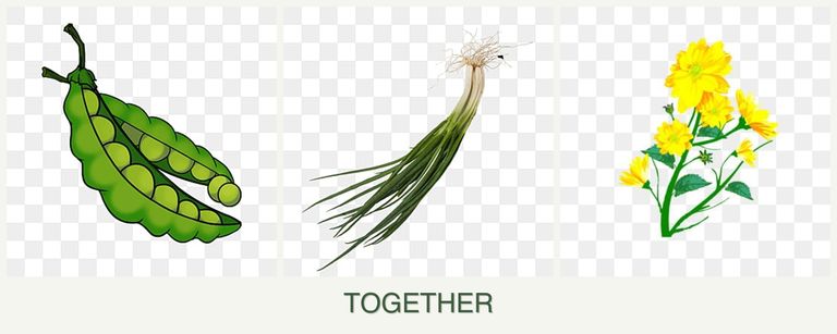 Can you plant peas, chives and calendula together?