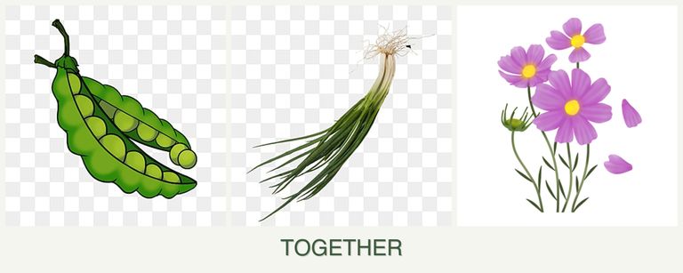 Can you plant peas, chives and cosmos together?