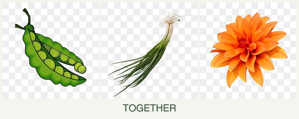 Can you plant peas, chives and dahlias together?