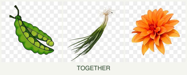 Can you plant peas, chives and dahlias together?