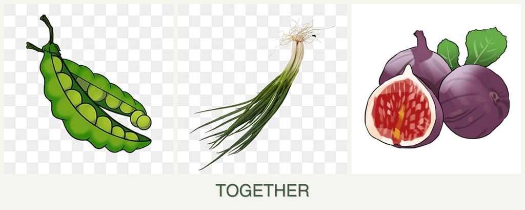 Can you plant peas, chives and figs together?
