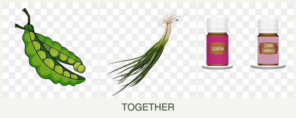 Can you plant peas, chives and geraniums together?
