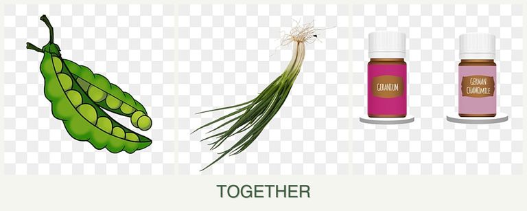 Can you plant peas, chives and geraniums together?