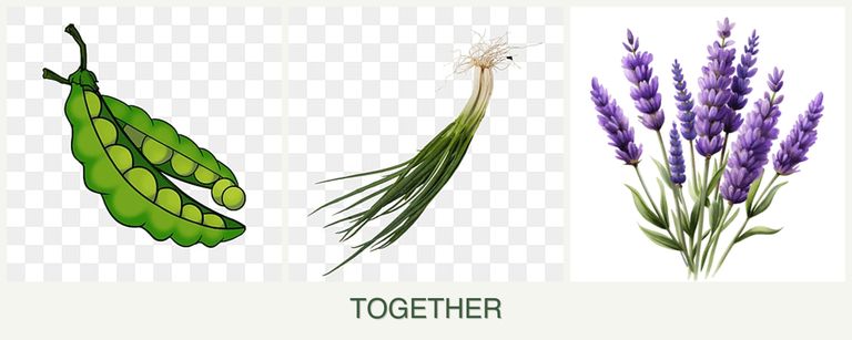 Can you plant peas, chives and lavender together?