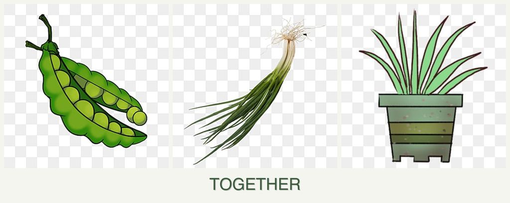 Can you plant peas, chives and lemongrass together?