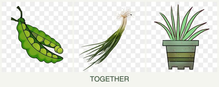 Can you plant peas, chives and lemongrass together?