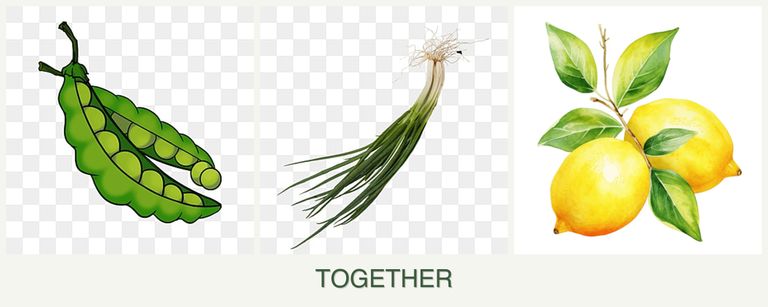 Can you plant peas, chives and lemons together?