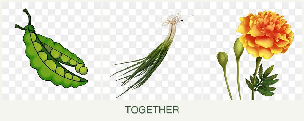 Can you plant peas, chives and marigolds together?