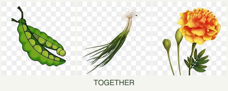 Can you plant peas, chives and marigolds together?