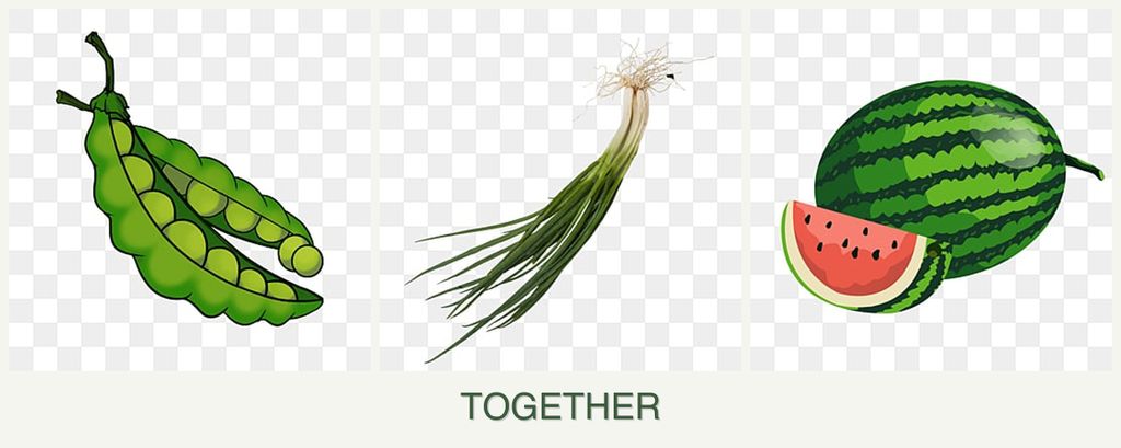 Can you plant peas, chives and melons together?