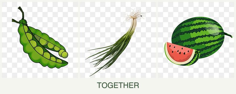Can you plant peas, chives and melons together?