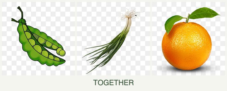 Can you plant peas, chives and oranges together?