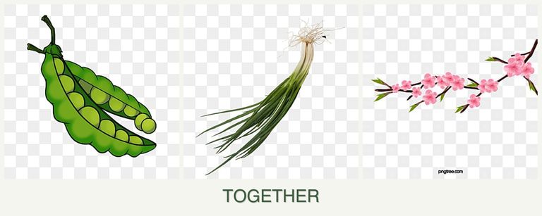 Can you plant peas, chives and peaches together?