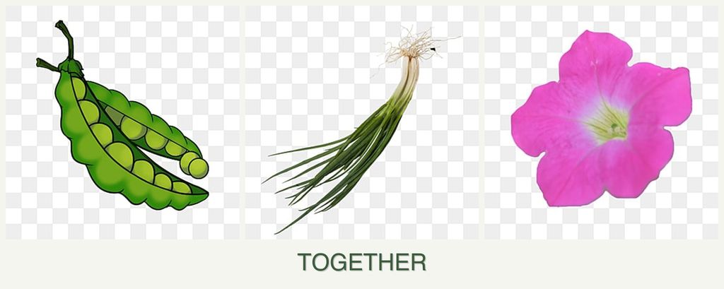 Can you plant peas, chives and petunias together?