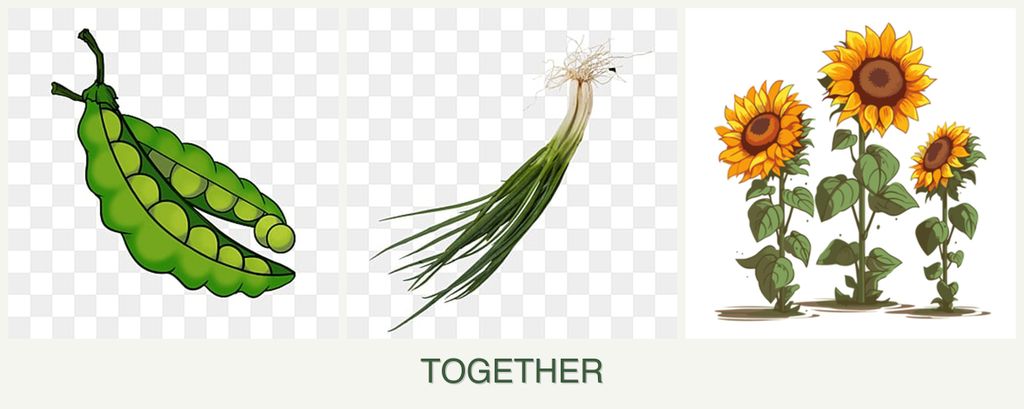 Can you plant peas, chives and sunflowers together?