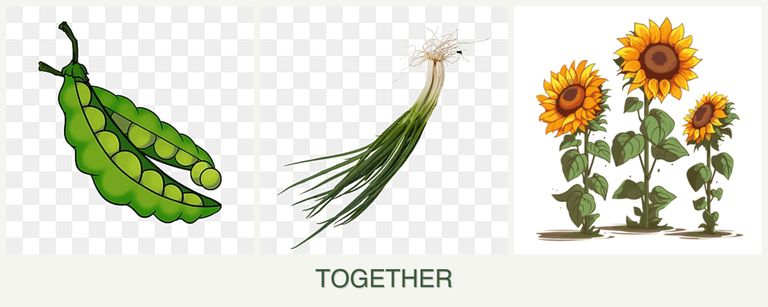 Can you plant peas, chives and sunflowers together?