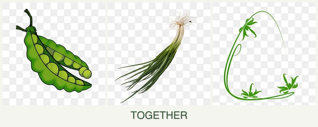 Can you plant peas, chives and tarragon together?