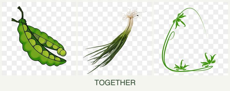 Can you plant peas, chives and tarragon together?