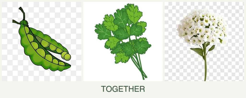 Can you plant peas, cilantro and alyssum together?