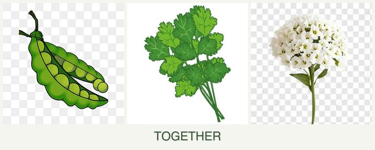 Can you plant peas, cilantro and alyssum together?