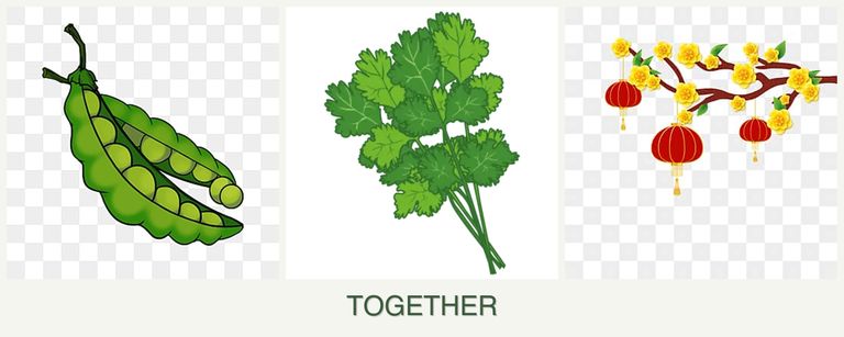 Can you plant peas, cilantro and apricots together?