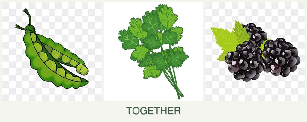 Can you plant peas, cilantro and blackberries together?