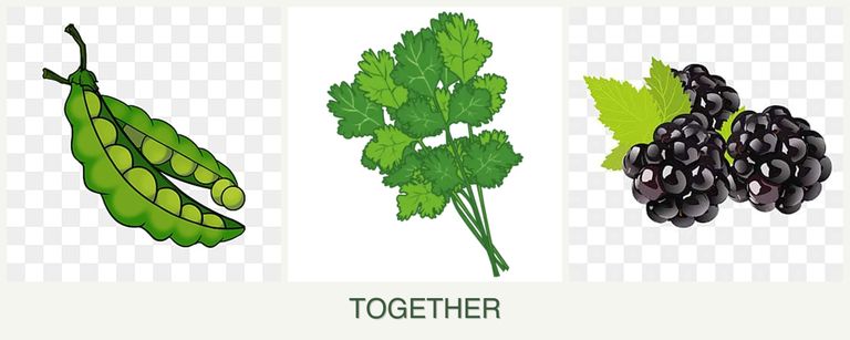 Can you plant peas, cilantro and blackberries together?