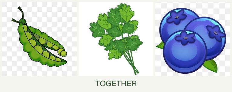 Can you plant peas, cilantro and blueberries together?
