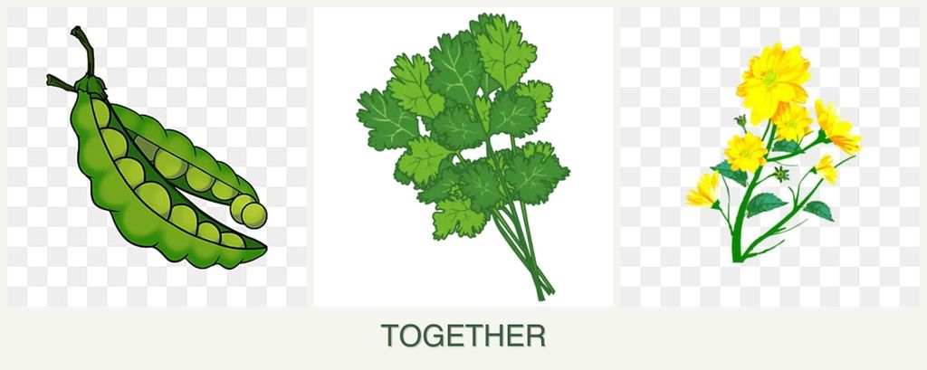 Can you plant peas, cilantro and calendula together?